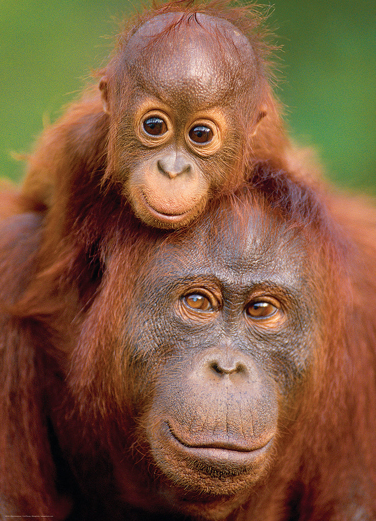 Orangutan  Baby 1000-piece Puzzle